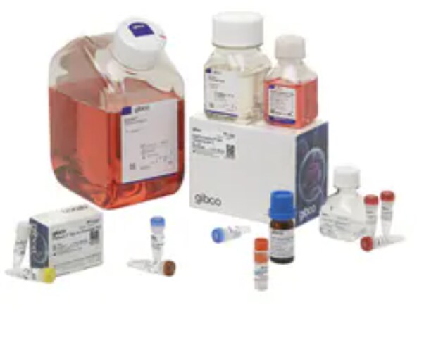 Protein Purification