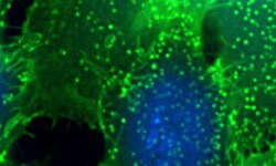 Assay Development