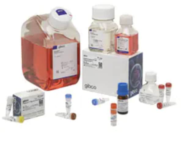 Protein Purification