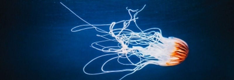 Discovering the Secret of Immortality: Turritopsis Dohrnii, the Immortal Jellyfish