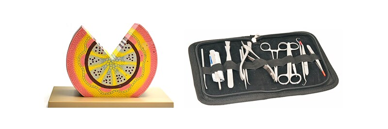 Biology classroom models