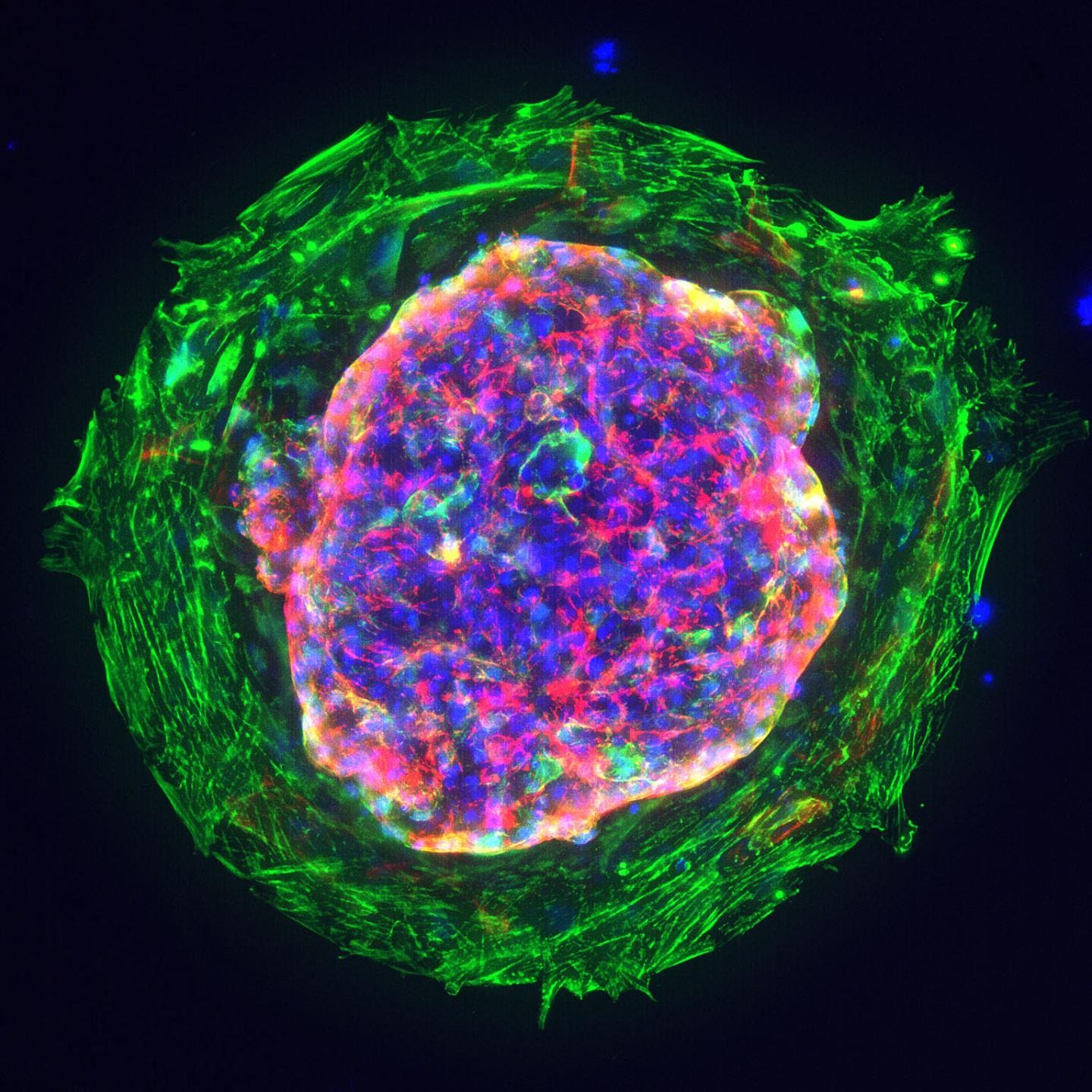 Heart microchamber generated from human iPS cells