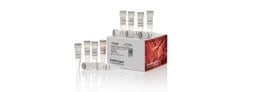 Direct PCR Reagents and Kits